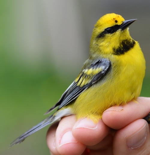  Lawrence’s Warbler, a bright yellow bird