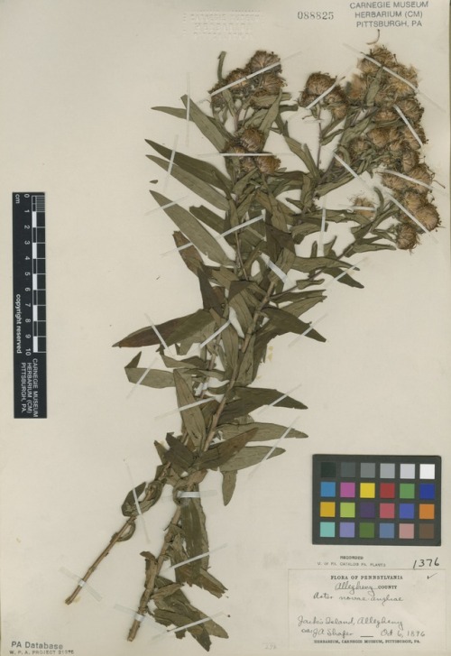 Collected on this day in 1896, a specimen of New England Aster. 