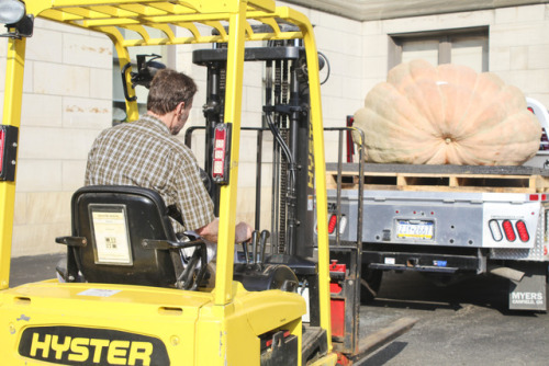 On Sunday, October 15 staff installed a giant squash in the...-media-1