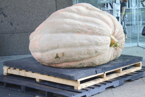 On Sunday, October 15 staff installed a giant squash in the museum’s Sculpture Courtyard. Dave and Carol Stelts grew the pumpkin that is nearly 2,000 pounds. This installation is in conjunction with our new exhibit We Are Nature: Living in the Anthropocene Opening on October 28. 