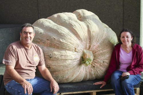 On Sunday, October 15 staff installed a giant squash in the museum’s Sculpture Courtyard. Dave and Carol Stelts grew the pumpkin that is nearly 2,000 pounds. This installation is in conjunction with our new exhibit We Are Nature: Living in the Anthropocene Opening on October 28. 
