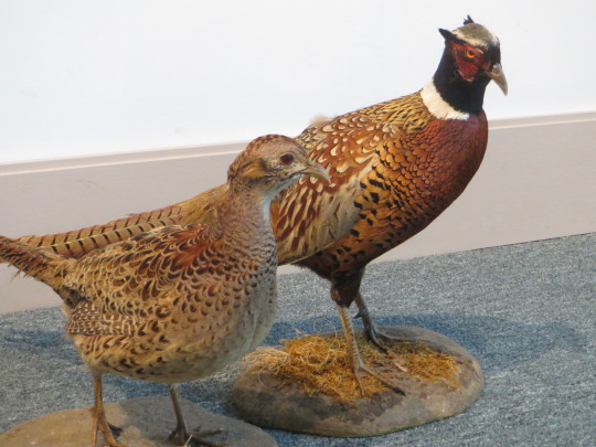 Remember Pheasants Carnegie Museum Of Natural History