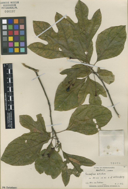 This specimen isn’t your typical herbarium specimen of Sassafras (Sassafras albidum). On November 4, 1933, this piece of sassafras wood was collected by Otto Jennings at Linn Run/Rock Run, about five miles south of Ligonier, Pennsylvania.  