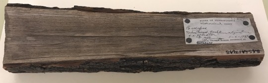 It is unclear what motivated this collection, since Jennings did not normally collect wood like this. Given its bulky size, it is stored separately with the fruit collection in the herbarium.  