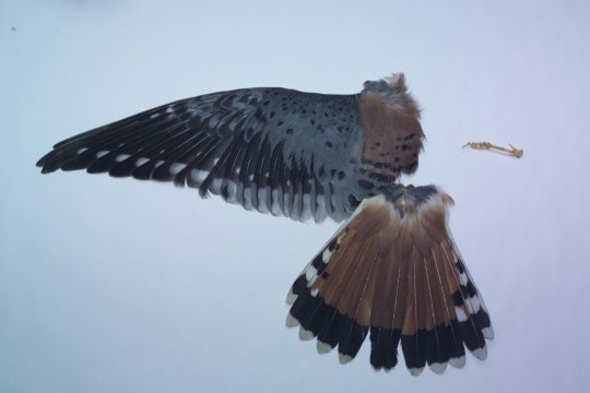spread wing and tail of a bird