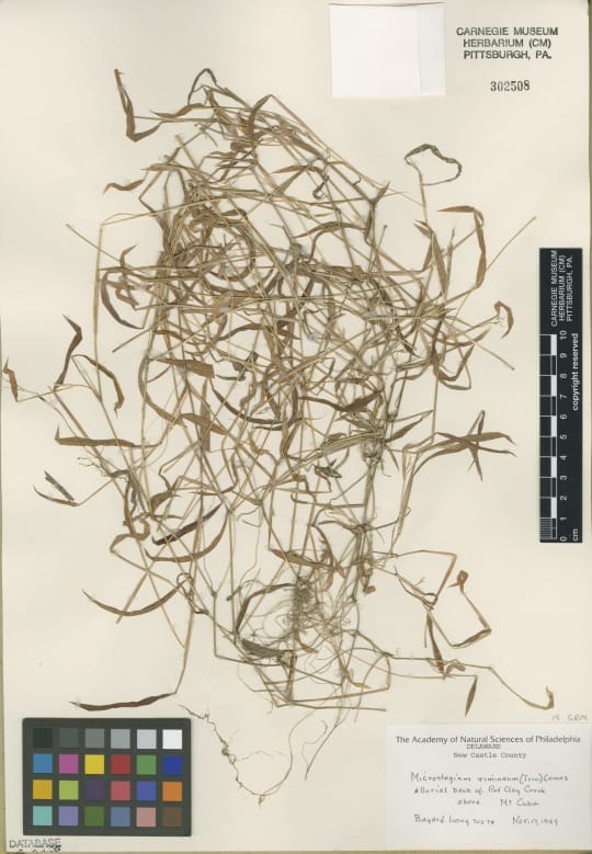 herbarium specimen of Japanese stiltgrass, 1949