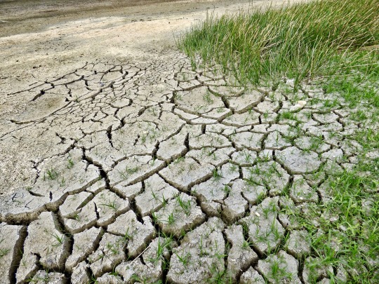 cracked dry ground with grass growing out of one side