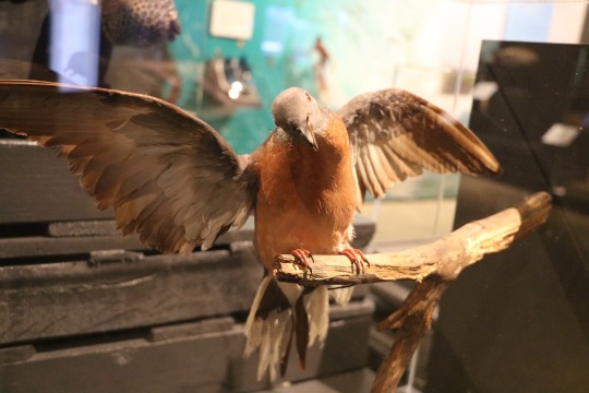 taxidermy of a Passenger Pigeon on a branch