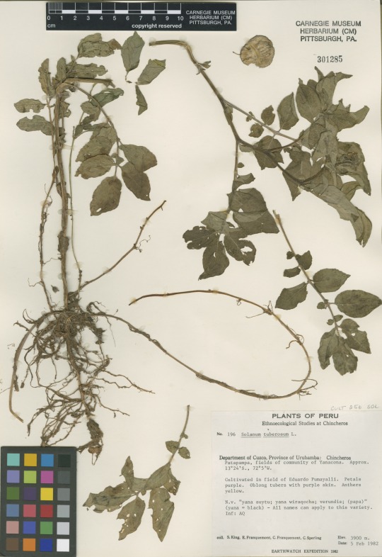 herbarium specimen of a potato, Solanum tuberosum