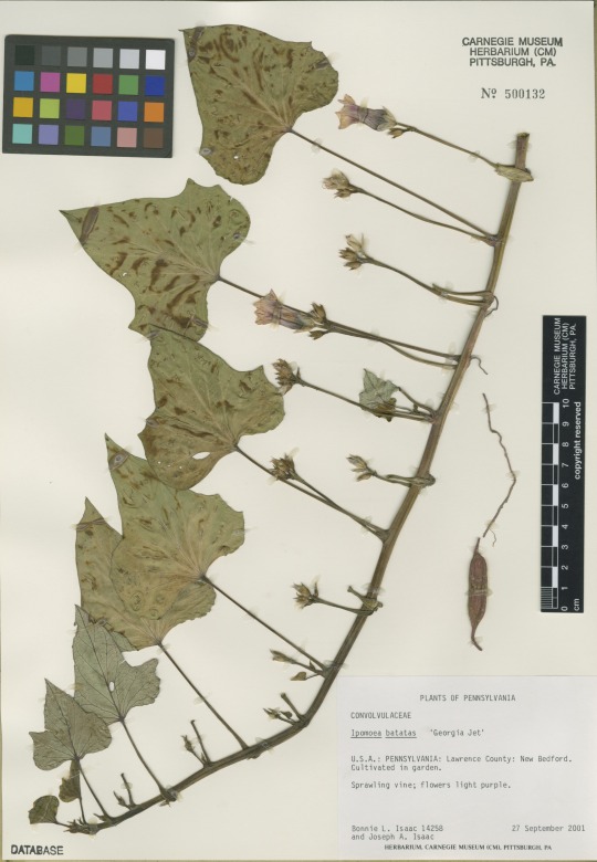 herbarium specimen of a yam