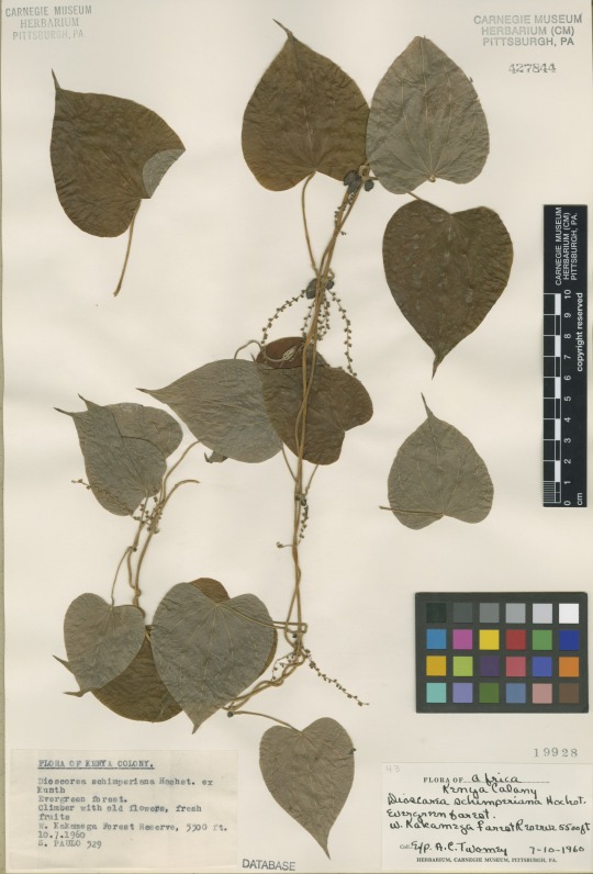 herbarium specimen of a sweet potatoe