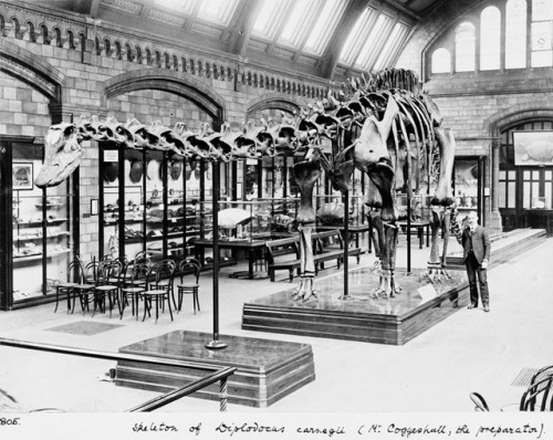 Did you know that replicas of the skeleton of Diplodocus carnegii—most of them presented by Andrew Carnegie himself during the early 20th century—stand in major natural history museums in Berlin, Paris, Madrid, Vienna, Bologna (Italy), St. Petersburg (Russia), La Plata (Argentina), and Mexico City? 
