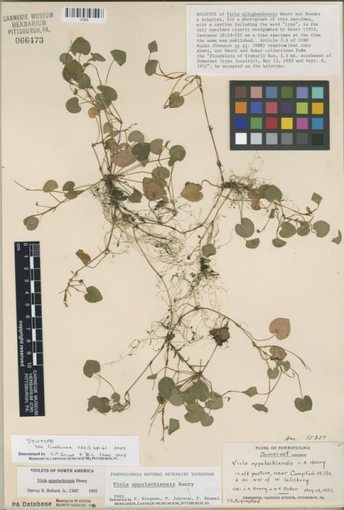 herbarium specimen of Viola appalachiensis