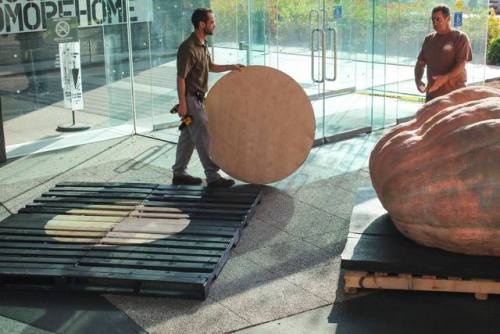 On Sunday, October 15, gallery technicians installed a giant squash in the museum’s Sculpture Courtyard. Dave and Carol Stelts grew the pumpkin that is nearly 2,000 pounds. This installation is in conjunction with the new exhibit We Are Nature: Living in the Anthropocene which opened on October 28.