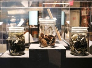 baby sea turtle specimens in jars