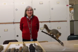 Scientists Live: Suzanne McLaren – Squirrels