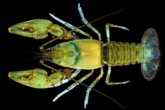 Newly described species Cambarus guenteri crayfish