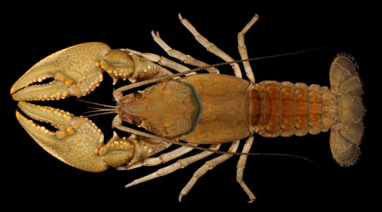 Cambarus hazardi crayfish from above