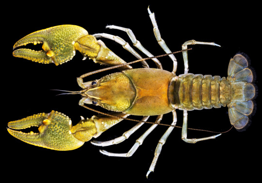 Cambarus taylori crayfish from above