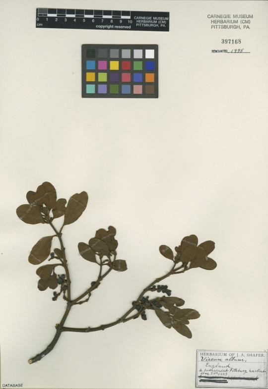 herbarium specimen of mistletoe