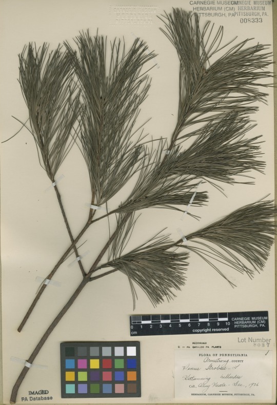 White Pine (Pinus strobus) herbarium specimen