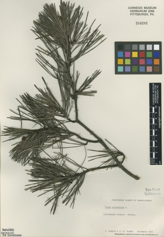 Scots Pine (Pinus sylvestris) herbarium specimen
