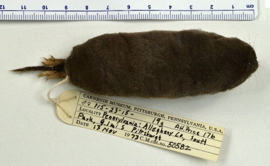 shrew specimen collected in Pennsylvania