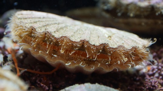 sea scallop resting on the bottom of the ocean