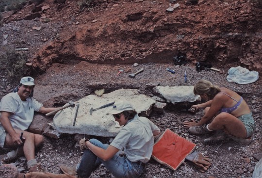 three researchers gathered around a bed of fossils