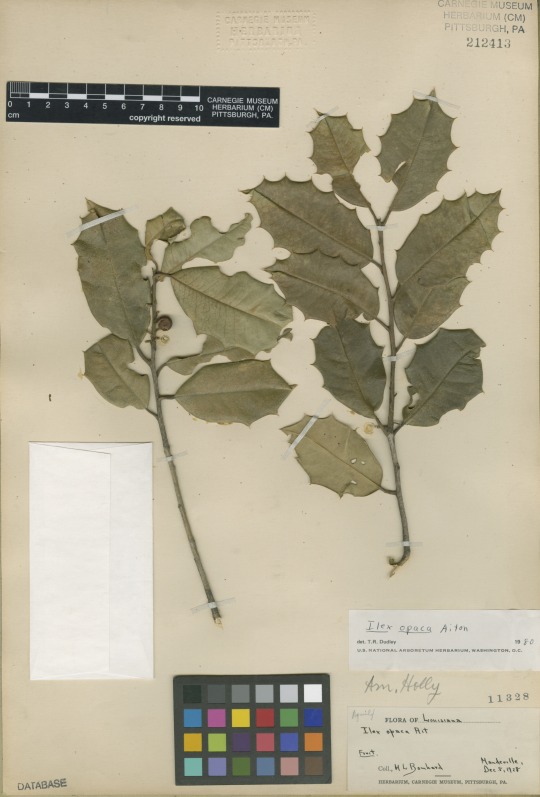herbarium specimen of holly