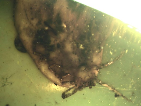 tick's legs and underside shown from the bottom