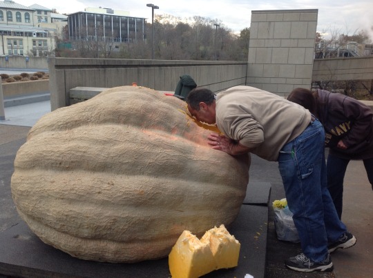 man looking into a hole cut in the top of a giant pumpkin
