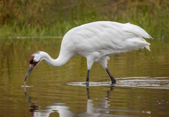 white Whooping Crane