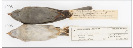 two sparrows shown belly up, the one from 1906 is significantly darker in color