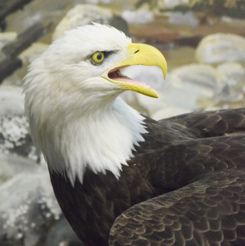 bald eagle mount with open beak