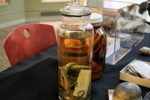 specimens from the herpatology collection