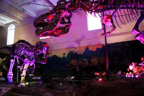 Dinosaurs in Their Time lit up with colorful lights