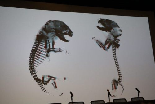 x-ray image