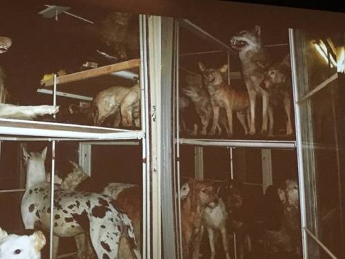 taxidermydomesticated dogs