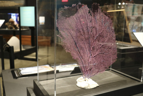purple specimen of coral