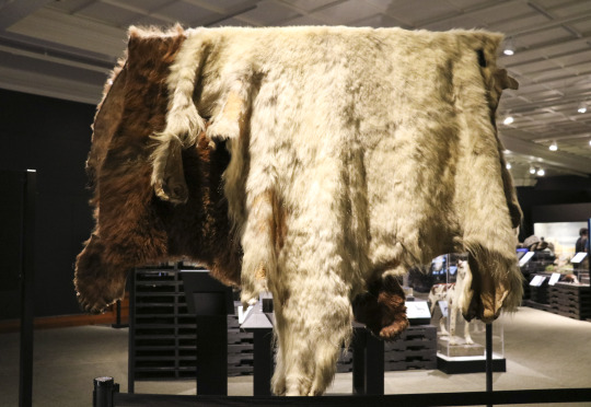 bear pelt displayed in We Are Nature