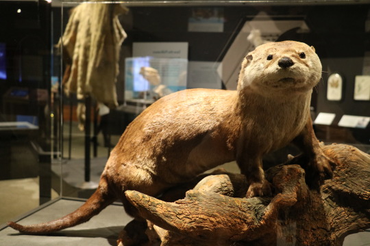river otter specimen in We Are Nature