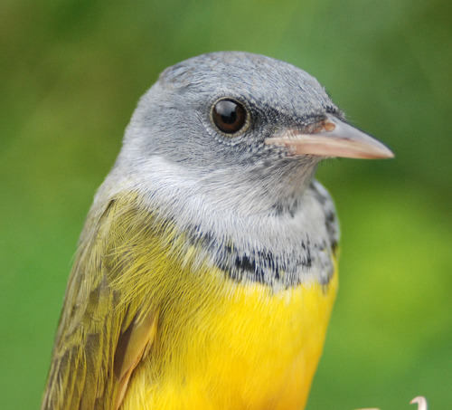 warbler bird wtih a grey head and bright yellow breast