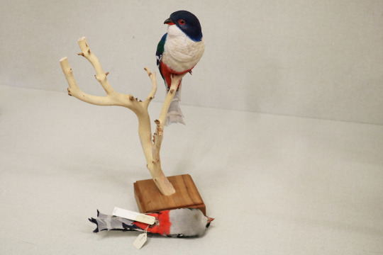 wooden carving of a blue and red bird shown next to the real study skin of the same bird