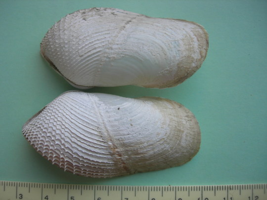 white clam shell 