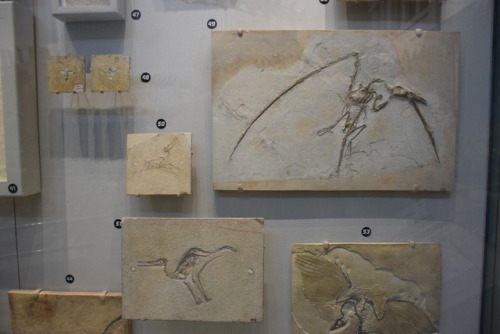 small fossils, still in stone, displayed in the museum