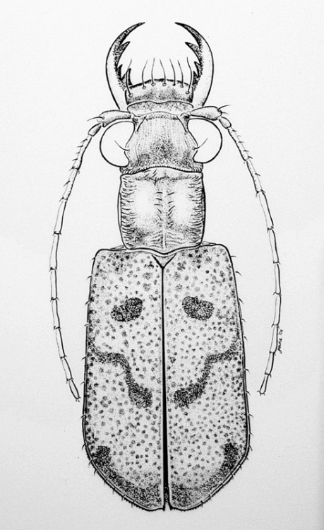 line drawing of a tiger beetle