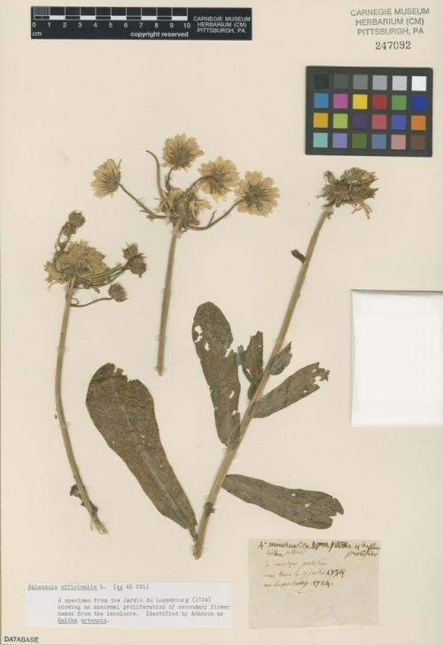 a pot marigold (Calendula officinalis) herbarium specimen