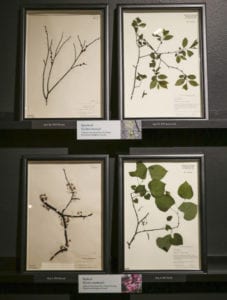 four herbarium specimens displayed in We Are Nature