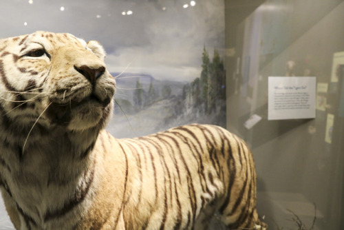 Siberian (Amur) tiger taxidermy found in We Are Nature exhibition